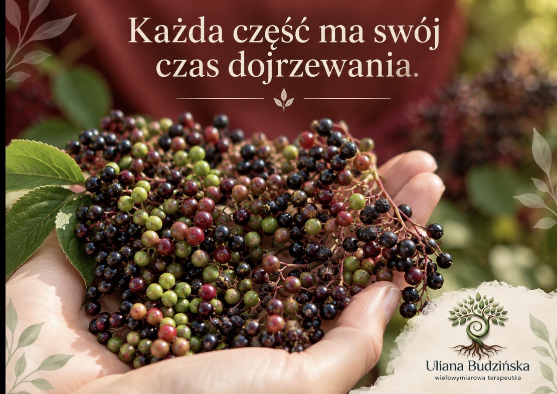 Read more about the article Czarny bez